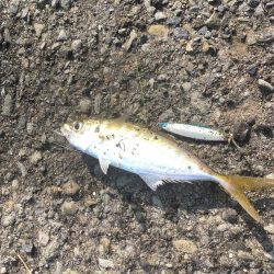 ジグサビキで色々釣れた